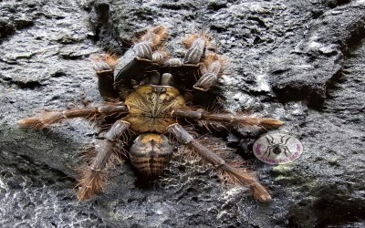 OMOTHYMUS SP MAGNUS SLING TARANTULA